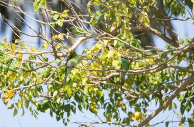 Yeşil Arı-yiyici ağaçta duruyor.