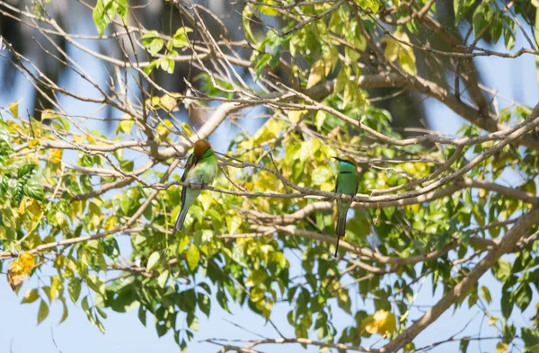 Yeşil Arı-yiyici ağaçta duruyor.