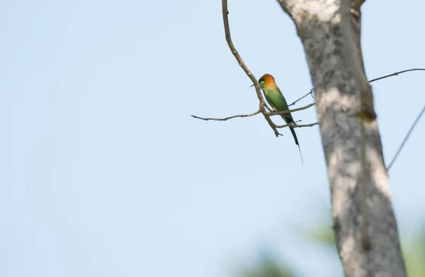 Green Bee Eater Holding Tree — Stock Photo, Image