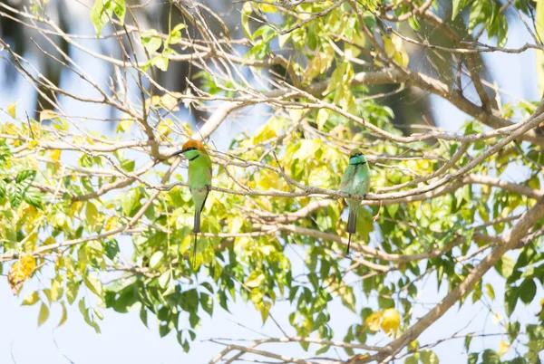 Green Bee Eater Εκμετάλλευση Στο Δέντρο — Φωτογραφία Αρχείου