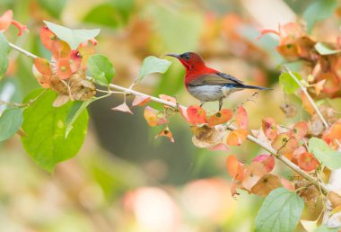 Chinese Hat Plant standing on the Chinese Hat Plant.
