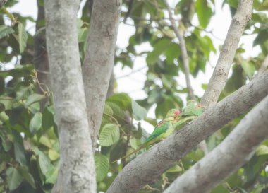 Alexandrine Muhabbet kuşu açık havada ağaçta.