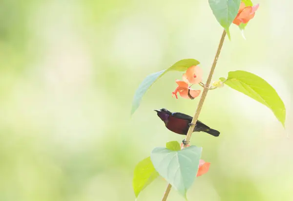 Van Hasselts Sonnenvogel Steht Auf Der Chinesischen Hutpflanze — Stockfoto