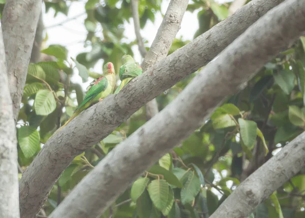 Alexandrine Parakeet Στο Δέντρο Εξωτερική — Φωτογραφία Αρχείου