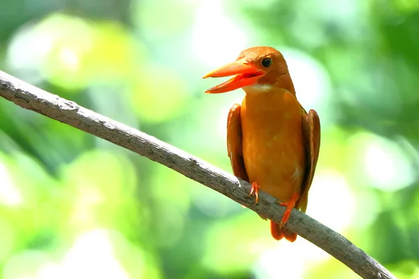 Ruddy Kingfisher Ült Ágon — Stock Fotó