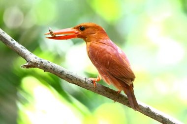 Ruddy Kingfisher daldaki solucanı yiyor..