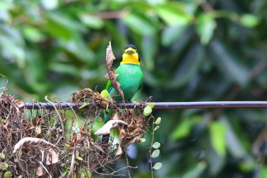 Uzun kuyruklu Broadbill elektrik hatlarına yuva yapıyor..