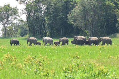 Bir fil sürüsü ormanda çimlerin üzerinde yürüyor..