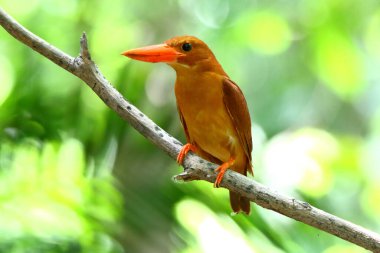 Ruddy Kingfisher ormandaki bir dalda duruyor..