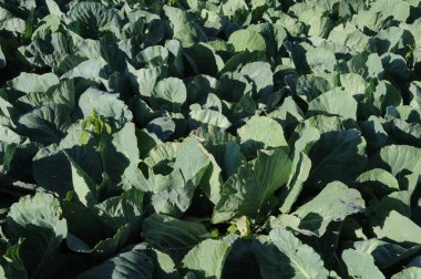 Tarlada lahana, tarlada yeşil lahana.