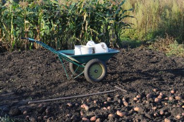 Bir el arabasıyla tarlada patates topluyorum..