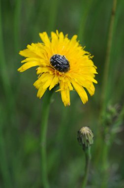 Sarı karahindiba çiçeği ve çimenlikteki böcek. Seçici odak.