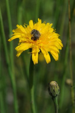 Çayırdaki sarı karahindiba çiçeğinin üzerindeki arı..