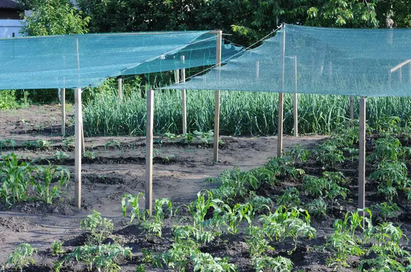 Güneşli bir günde serada sıralanmış domates tohumları.