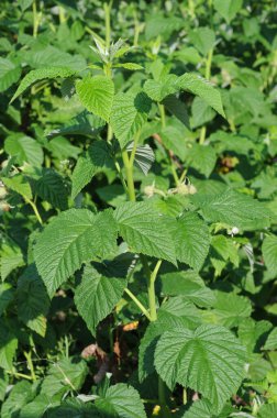 Ahududu yaprakları yazın sahada, fotoğrafın yakın çekimi.