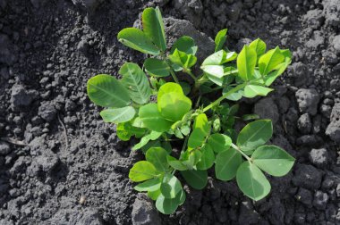 Siyah toprak arka planında büyüyen yeşil yonca bitkisi. Üst görünüm.