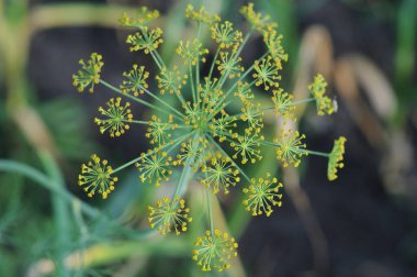 Bahçedeki dereotunun çiçeğini kapat, seçici odaklan.