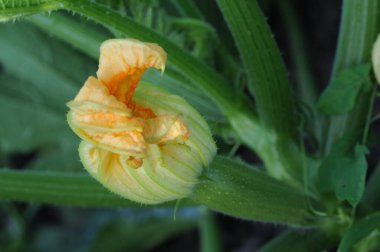 Bahçede büyüyen kabak çiçeği, yakın plan..