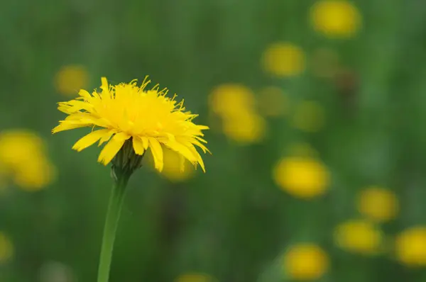 Sarı karahindiba çiçeği, yeşil bir çayırda, sarı karahindibalı.