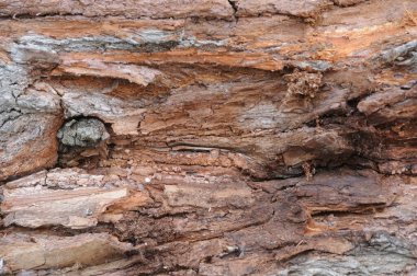 Ağaç kabuğu dokusu arkaplanı. Ağaç kabuğunu kapat..