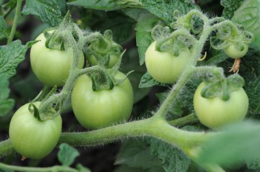 Bahçedeki sarmaşıkta yeşil domates. Seçici odak.