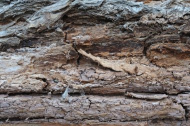 Eski ahşap doku. arka plan yaşlı ağaç. Eski ahşap dokusu.