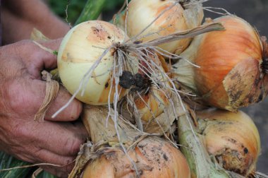 Sebze bahçesinde soğan topluyorum. Seçici odak.