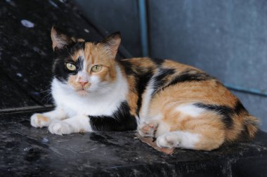 Şehirde yerde yatan üç renkli bir kedi. Seçici odak.