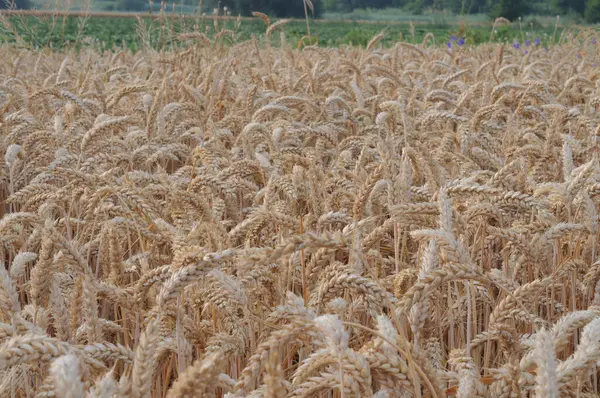 Tarlada olgunlaşmış buğday kulakları. Yakın plan..