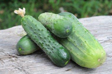 Ahşap bir masada salatalıklar. Bahçedeki salatalıklar.