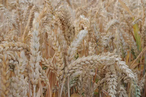 Buğday tarlası. Altın buğday kulakları. Yakın plan..