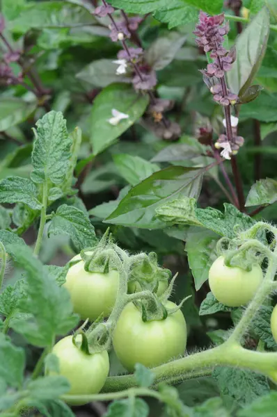 Bahçede büyüyen yeşil domatesler. Sığ alan derinliğine sahip seçici odak.