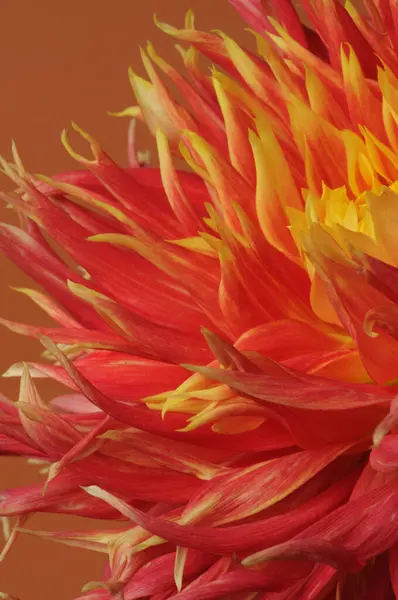 Kahverengi arka planda kırmızı ve sarı yıldız çiçeği.