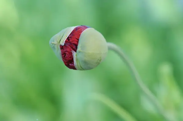 Yeşil arkaplanda afyon haşhaşı tomurcuğu, alanın sığ derinliği.