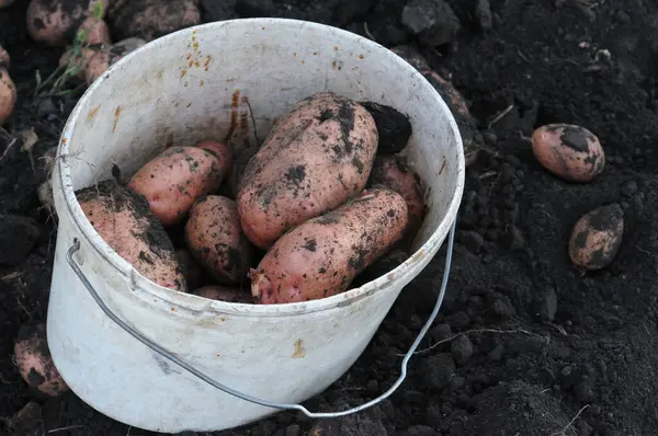 Patatesler bir kovada yerde. Sebze topluyorum..