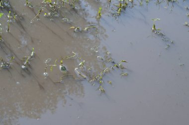 Suda kurbağa, su basmış bitkiler, yakın plan fotoğraf.