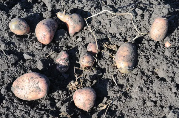 Bahçede yerden patates hasat et. Yakın plan..