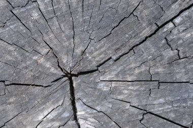 Eski ahşap doku. Eski doğal desenli ahşap bir arka plan. Çatlak ve çiziklerle ahşap yüzey.