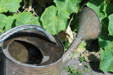 Bahçeyi sulamak için su dolu bir teneke kutu, sulama kabını yakın çekim.