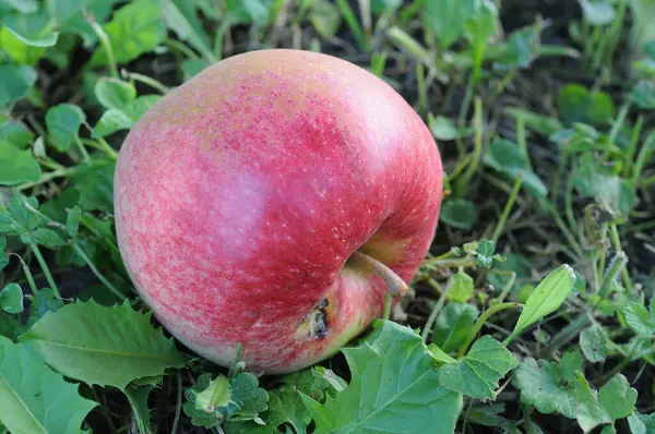 Bahçedeki çimlerin üzerinde kırmızı elma, fotoğrafa yakın çekim.