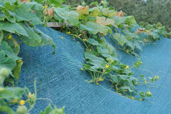 Bahçedeki gölgelendirme ağında büyüyen salatalık, yakın plan fotoğraf.