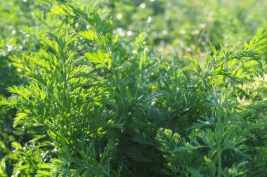 Bahçede taze havuç yaprakları. Yakın plan fotoğraf..