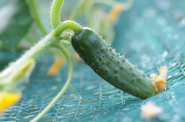 Genç bir salatalık, onu güneşten koruyan ağdaki bir serada yetişiyor. Bir salatalığın yakın çekimi.