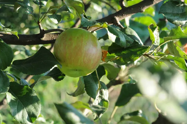 Meyve bahçesinde olgun elmalarla elma ağacı. Fotoğraf yakın plan..