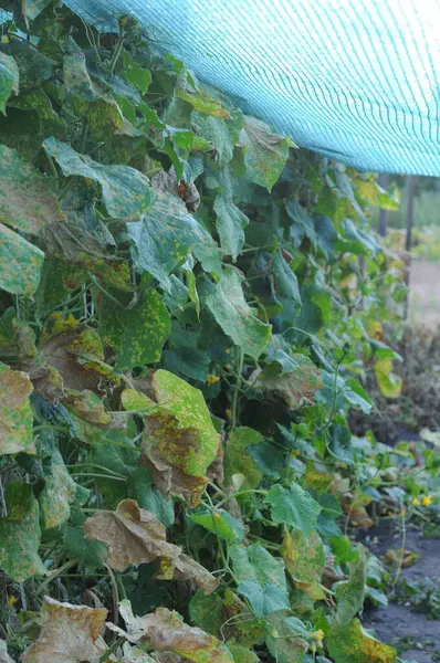 Sarı salatalık yaprakları gölgelik ağın altında. Büyüyen salatalıklar.