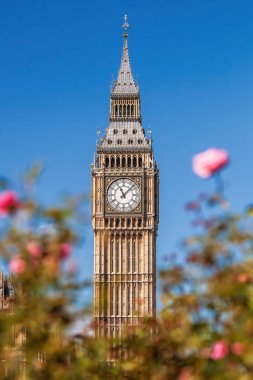 Büyük Ben 'in Londra, İngiltere ve İngiltere' deki pembe güllere karşı saati olan detayları.