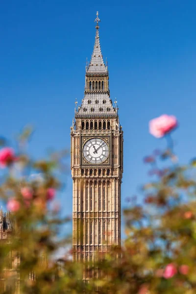 Dettaglio Del Big Ben Con Orologio Contro Rose Rosa Londra — Foto Stock
