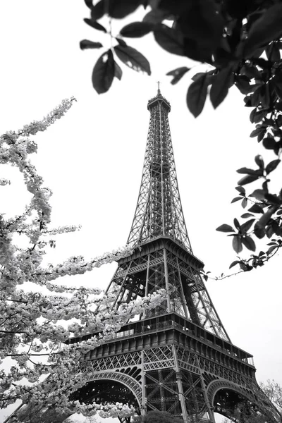 Eiffel Tower Black White Style Spring Time Paris France — Stock Photo, Image