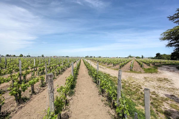 Fransa Bordeaux Bölgesinde Manzara Pomerol Saint Emilion Üzüm Bağları — Stok fotoğraf