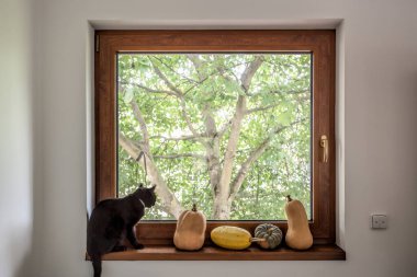 Pencere pervazında ağaçlara karşı siyah kedili balkabakları serisi